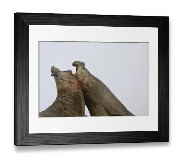 Framed Print : South Georgia Island, Antarctica. Two southern elephant seals square off