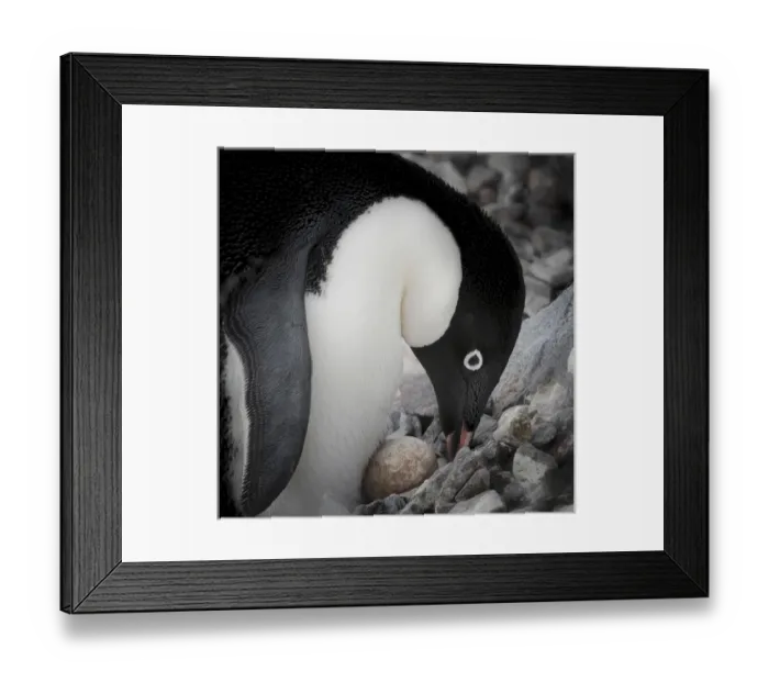 Framed Print : Antarctica. Adelie Penguin nurses an egg