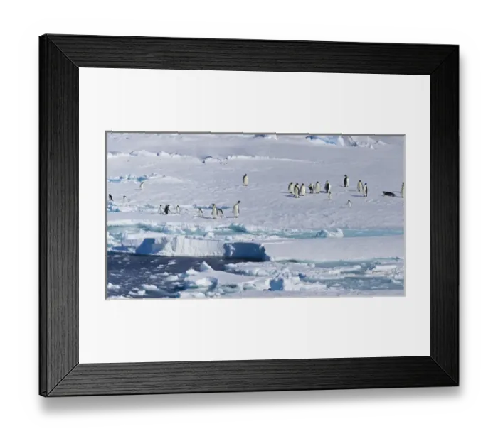 Framed Print : Ice Shelf, Antarctica. Emporer Penguins. Panoramic Composite