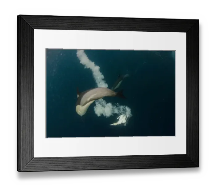 Framed Print : Cape gannet (Morus capensis) & Long-beaked common dolphin (Delphinus capensis) Feeding