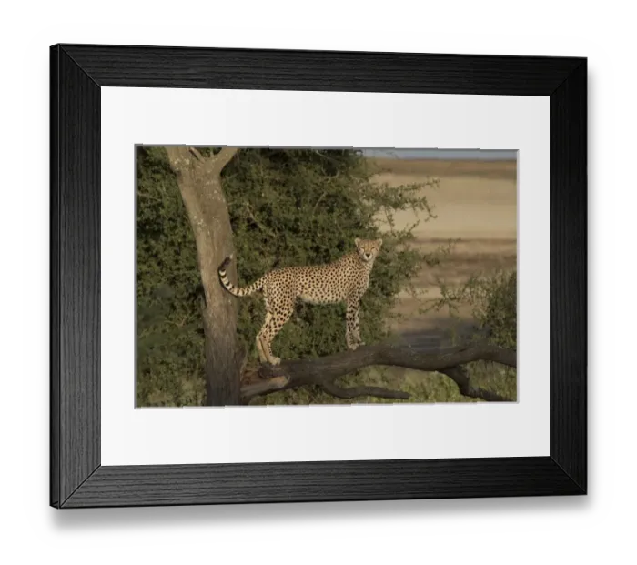 Framed Print : Africa, Tanzania, Serengeti. Cheetah mother (Acinonyx jubatus) on the hunt Framed Print : Africa, Tanzania, Serengeti. Cheetah mother (Acinonyx jubatus) on the hunt