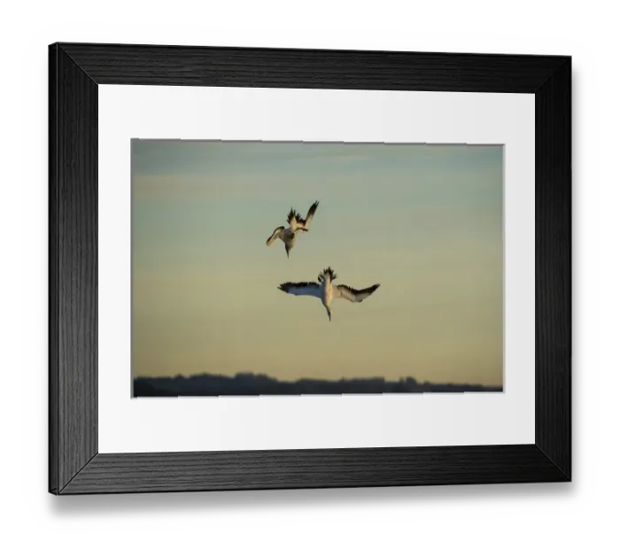 Framed Print : Cape gannet diving & feeding(Morus capensis), Sardine run, Eastern Cape, SOUTH AFRICA