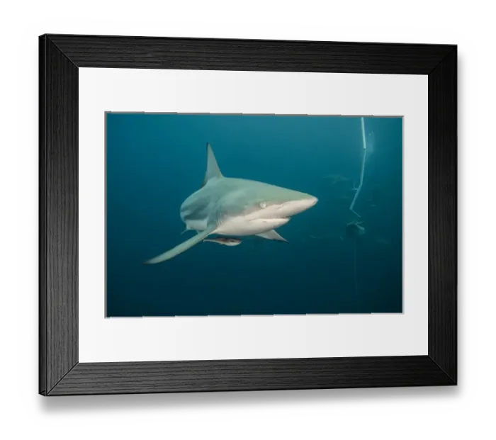 Framed Print : Oceanic Black-tip shark (Carcharhinus limbatus) & Chum Bucket, Baited shark dive Framed Print : Oceanic Black-tip shark (Carcharhinus limbatus) & Chum Bucket, Baited shark dive