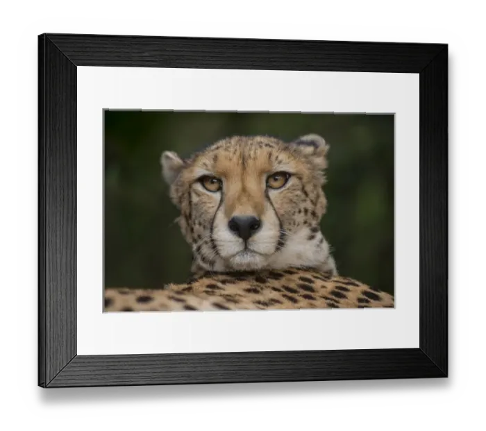 Framed Print : Cheetah (Acinonyx jubatus), Inkwenkwezi Private Game Reserve, Eastern Cape, SOUTH AFRICA Framed Print : Cheetah (Acinonyx jubatus), Inkwenkwezi Private Game Reserve, Eastern Cape, SOUTH AFRICA