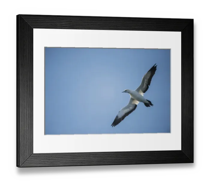 Framed Print : Cape gannet (Morus capensis), Sardine run, Eastern Cape SOUTH AFRICA Framed Print : Cape gannet (Morus capensis), Sardine run, Eastern Cape SOUTH AFRICA