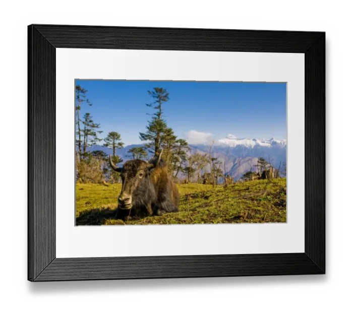 Framed Print : Ox in front of mountain landscape, Pele La Pass, Bhutan Framed Print : Ox in front of mountain landscape, Pele La Pass, Bhutan