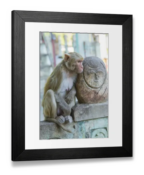 Framed Print : Myanmar. Mt Popa. Rhesus macaque resting next to a temple guardian Framed Print : Myanmar. Mt Popa. Rhesus macaque resting next to a temple guardian