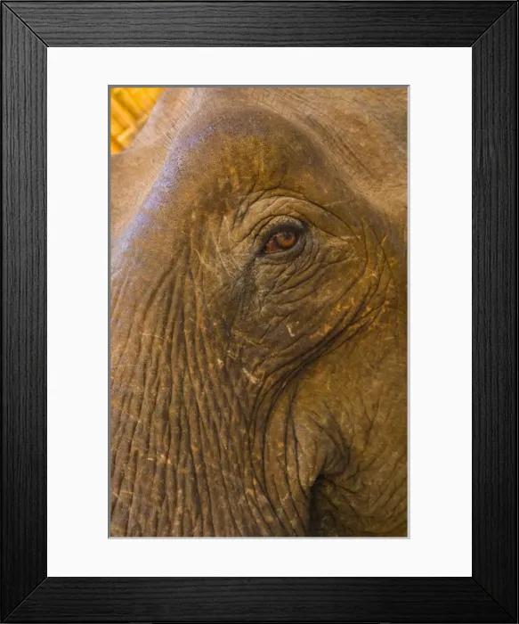Framed Print : Myanmar. Shan State. Near Kalaw. Green Hill Valley Elephant Camp. Old logging elephant