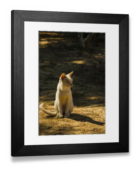 Framed Print : Myanmar. Shan State. Inle Lake. Inthar Heritage Center. Burmese cat Framed Print : Myanmar. Shan State. Inle Lake. Inthar Heritage Center. Burmese cat