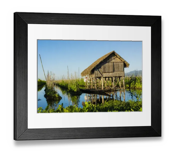 Framed Print : Myanmar. Shan State. Inle Lake. Floating farm Framed Print : Myanmar. Shan State. Inle Lake. Floating farm