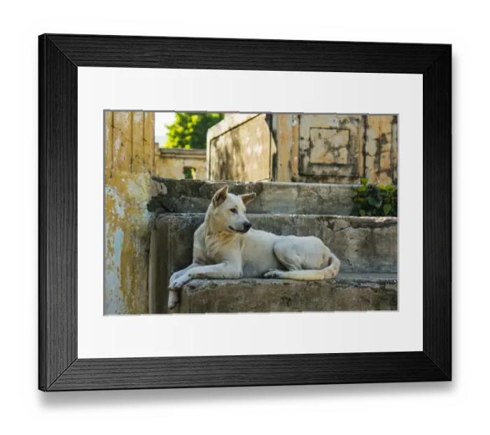Framed Print : Myanmar. Mandalay. Mingun. Local dog rests in the shade Framed Print : Myanmar. Mandalay. Mingun. Local dog rests in the shade