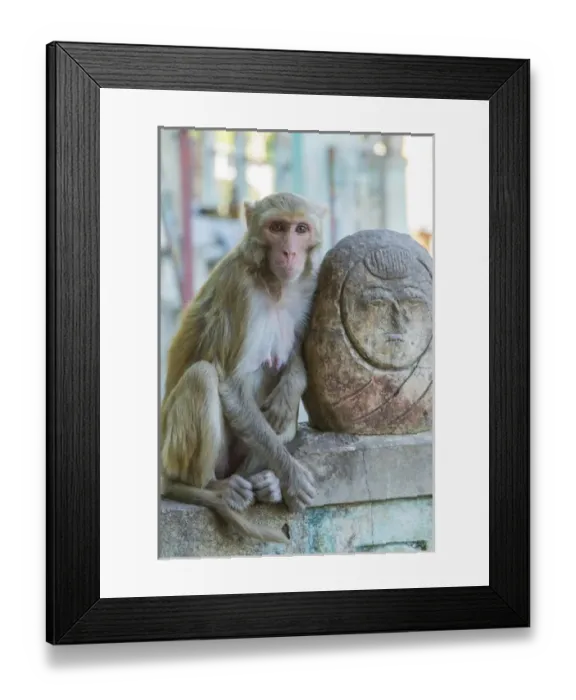 Framed Print : Myanmar. Mt Popa. Rhesus macaque resting next to a temple guardian