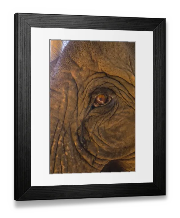 Framed Print : Myanmar. Shan State. Near Kalaw. Green Hill Valley Elephant Camp. Old logging elephant Framed Print : Myanmar. Shan State. Near Kalaw. Green Hill Valley Elephant Camp. Old logging elephant