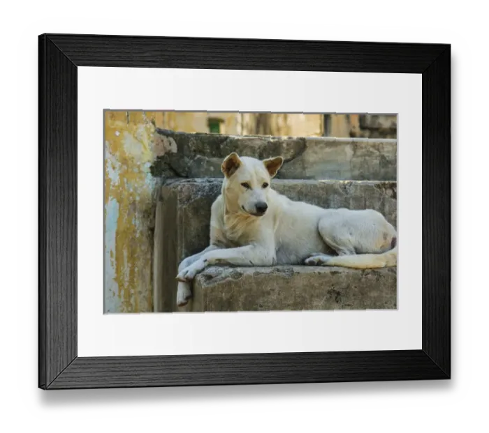Framed Print : Myanmar. Mandalay. Mingun. Local dog rests in the shade Framed Print : Myanmar. Mandalay. Mingun. Local dog rests in the shade