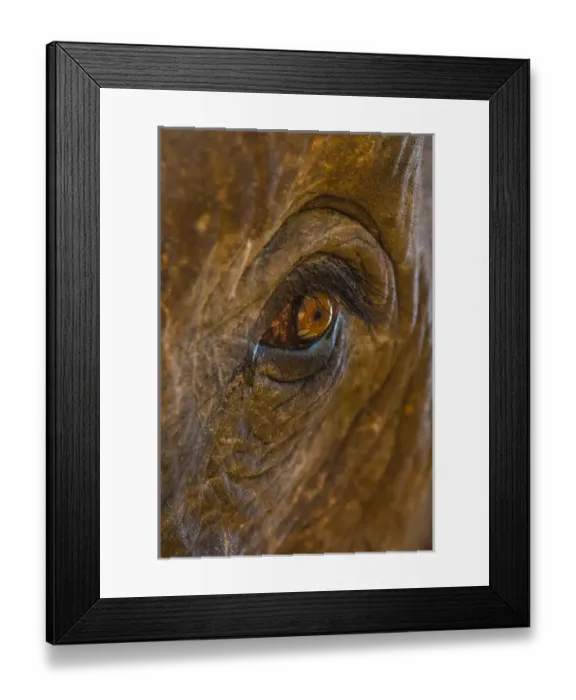 Framed Print : Myanmar. Shan State. Near Kalaw. Green Hill Valley Elephant Camp Framed Print : Myanmar. Shan State. Near Kalaw. Green Hill Valley Elephant Camp