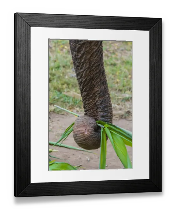 Framed Print : Myanmar. Shan State. Near Kalaw. Green Hill Valley Elephant Camp Framed Print : Myanmar. Shan State. Near Kalaw. Green Hill Valley Elephant Camp