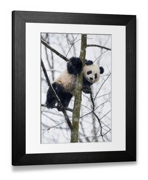 Framed Print : China, Chengdu, Chengdu Panda Base. Baby giant panda in tree