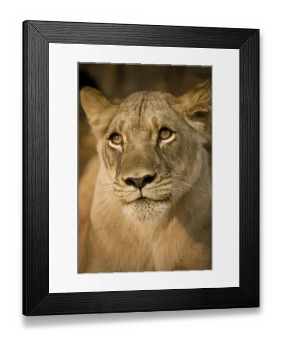 Framed Print : Livingstone, Zambia, Africa. Close up of a lioness Framed Print : Livingstone, Zambia, Africa. Close up of a lioness