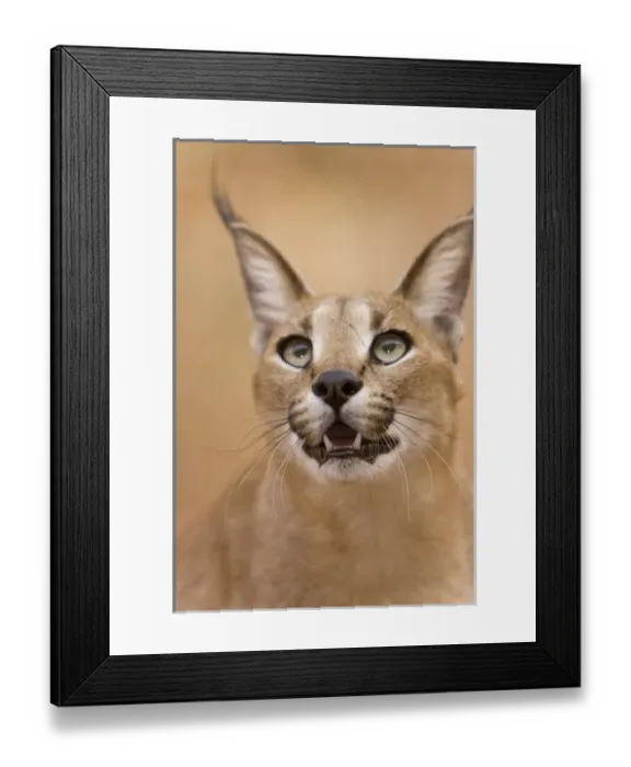 Framed Print : Livingstone, Zambia. Portrait of a Caracal