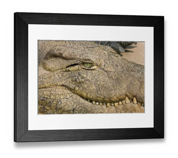 Framed Print : Livingstone, Zambia. Extreme Close-up of a Crocodile face Framed Print : Livingstone, Zambia. Extreme Close-up of a Crocodile face