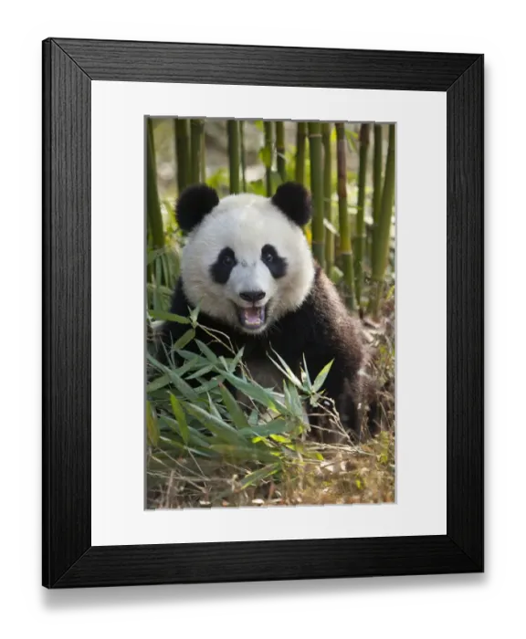 Framed Print : China, Chengdu, Chengdu Panda Base. Close-up of young giant panda