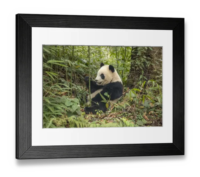 Framed Print : China, Chengdu, Chengdu Panda Base. Young giant panda eating Framed Print : China, Chengdu, Chengdu Panda Base. Young giant panda eating