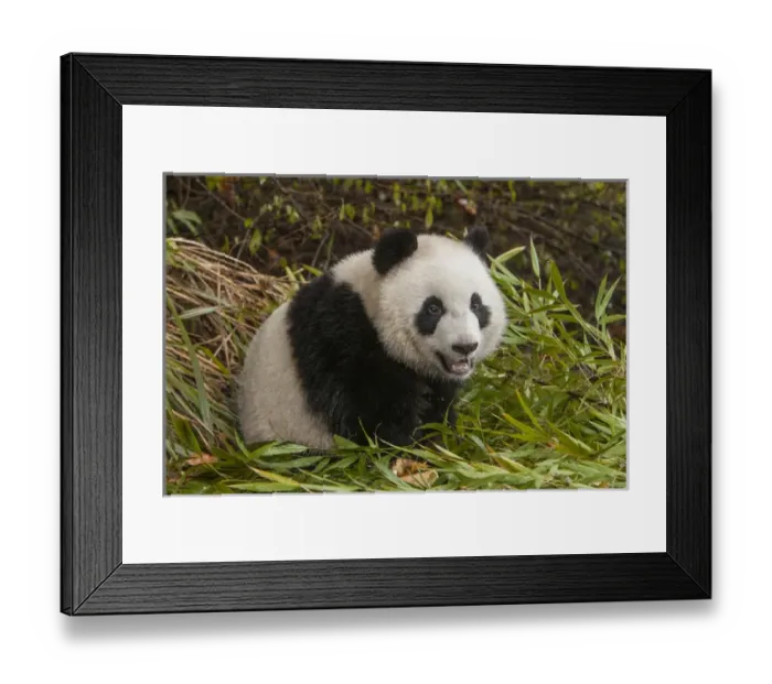 Framed Print : China, Chengdu, Chengdu Panda Base. Close-up of young giant panda Framed Print : China, Chengdu, Chengdu Panda Base. Close-up of young giant panda