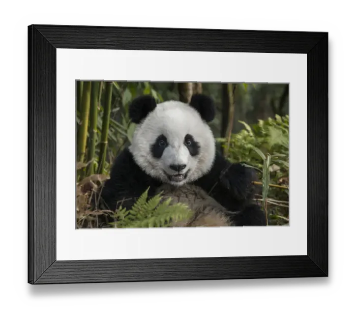 Framed Print : China, Chengdu, Chengdu Panda Base. Portrait of young giant panda Framed Print : China, Chengdu, Chengdu Panda Base. Portrait of young giant panda