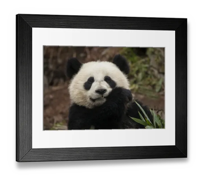 Framed Print : China, Chengdu, Chengdu Panda Base. Close-up of young giant panda Framed Print : China, Chengdu, Chengdu Panda Base. Close-up of young giant panda