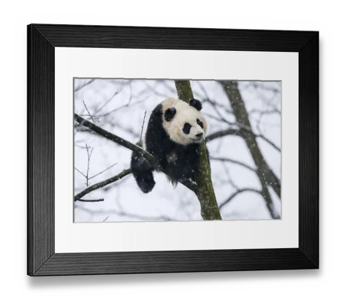 Framed Print : China, Chengdu, Chengdu Panda Base. Baby giant panda in tree