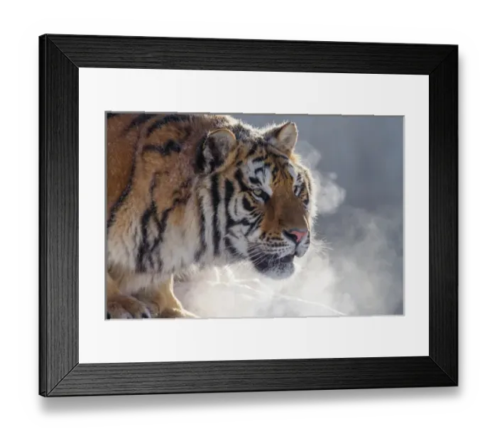 Framed Print : China, Harbin, Siberian Tiger Park. Siberian tiger portrait Framed Print : China, Harbin, Siberian Tiger Park. Siberian tiger portrait