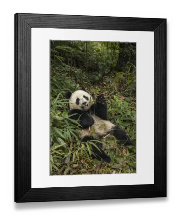 Framed Print : China, Chengdu, Chengdu Panda Base. Young giant panda eating Framed Print : China, Chengdu, Chengdu Panda Base. Young giant panda eating
