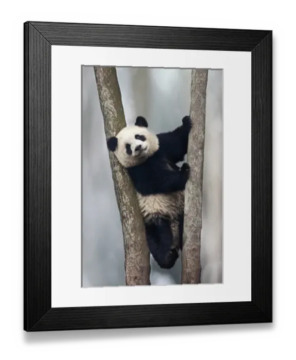 Framed Print : China, Chengdu, Chengdu Panda Base. Baby giant panda in tree