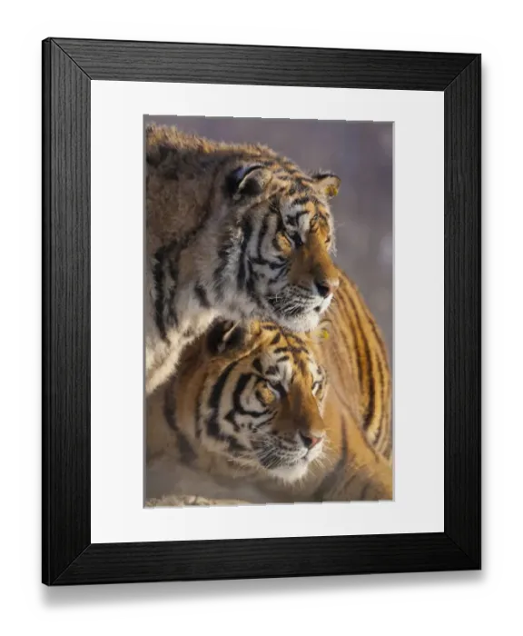 Framed Print : China, Harbin, Siberian Tiger Park. Affectionate Siberian tigers