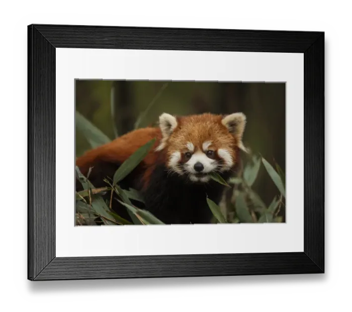 Framed Print : China, Chengdu, Wolong National Natural Reserve. Red or lesser panda eating. Credit as Framed Print : China, Chengdu, Wolong National Natural Reserve. Red or lesser panda eating. Credit as
