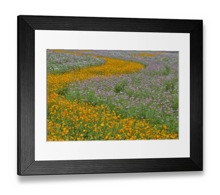 Framed Print : Commercially growing Cosmos Flowers in beautiful patterned rows Framed Print : Commercially growing Cosmos Flowers in beautiful patterned rows