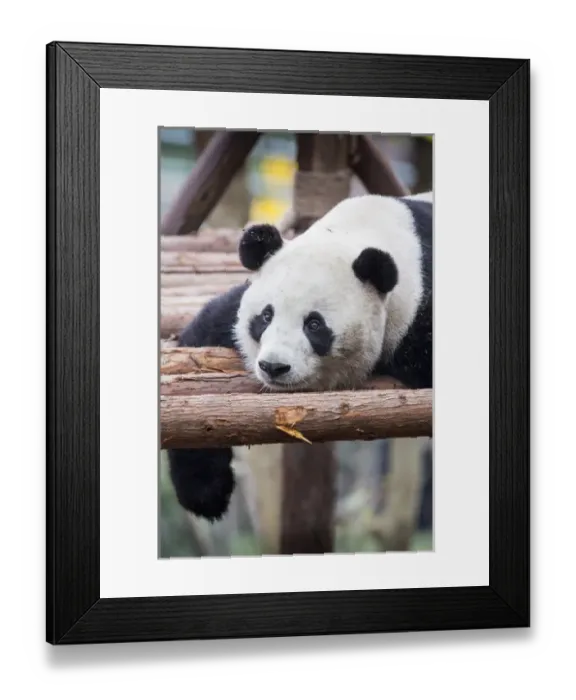 Framed Print : China, Sichuan Province, Chengu, Giant Panda Bear (Ailuropoda melanoleuca) resting Framed Print : China, Sichuan Province, Chengu, Giant Panda Bear (Ailuropoda melanoleuca) resting