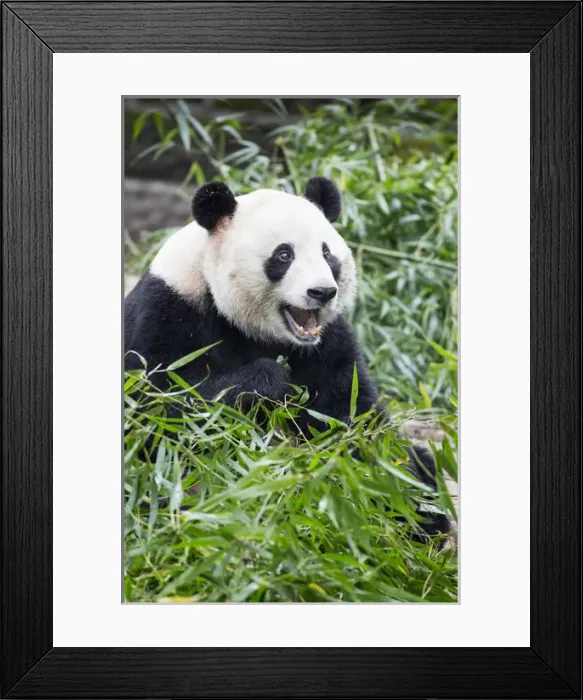 Framed Print : China, Sichuan Province, Chengdu, Giant Panda Bear (Ailuropoda melanoleuca) eating Framed Print : China, Sichuan Province, Chengdu, Giant Panda Bear (Ailuropoda melanoleuca) eating