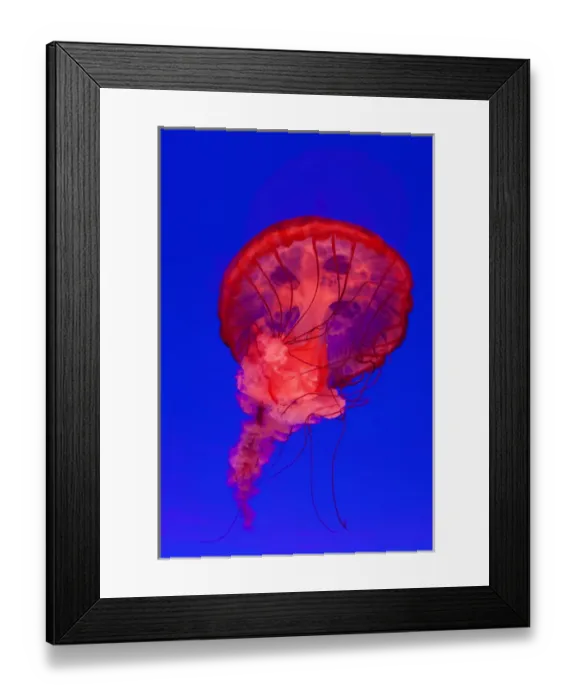 Framed Print : Pacific Sea Nettle Jellyfish (Chrysaora fuscescens), Shanghai Aquarium, Shanghai, China Framed Print : Pacific Sea Nettle Jellyfish (Chrysaora fuscescens), Shanghai Aquarium, Shanghai, China
