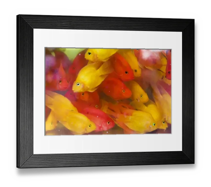 Framed Print : Goldfish at Goldfish Market, Hong Kong, China Framed Print : Goldfish at Goldfish Market, Hong Kong, China