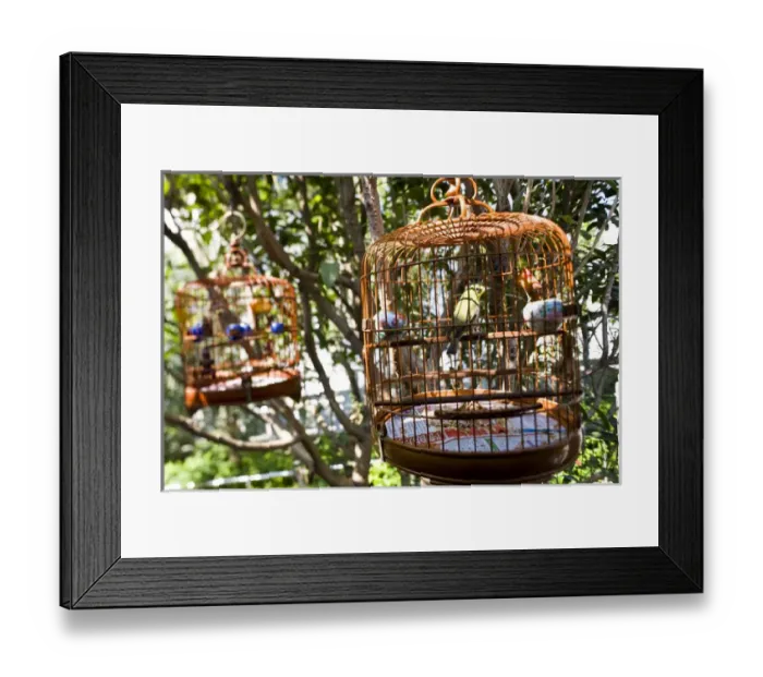 Framed Print : Songbirds in cages, bird market, Hong Kong, China Framed Print : Songbirds in cages, bird market, Hong Kong, China