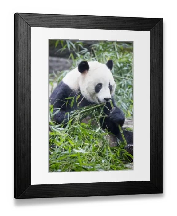Framed Print : China, Sichuan Province, Chengdu, Giant Panda Bear (Ailuropoda melanoleuca) eating