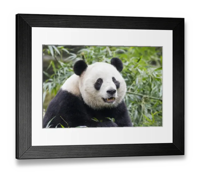 Framed Print : China, Sichuan Province, Chengdu, Giant Panda Bear (Ailuropoda melanoleuca) eating Framed Print : China, Sichuan Province, Chengdu, Giant Panda Bear (Ailuropoda melanoleuca) eating