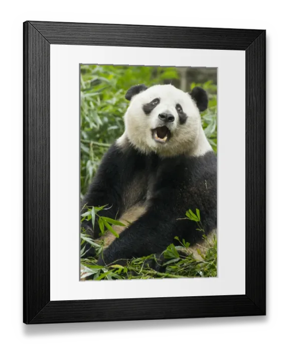 Framed Print : China, Sichuan Province, Chengdu, Giant Panda Bear (Ailuropoda melanoleuca) eating Framed Print : China, Sichuan Province, Chengdu, Giant Panda Bear (Ailuropoda melanoleuca) eating