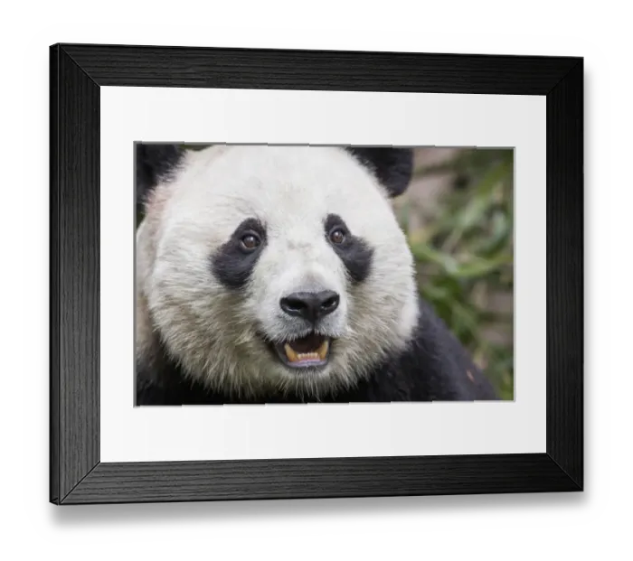 Framed Print : China, Sichuan Province, Chengdu, Giant Panda Bear (Ailuropoda melanoleuca) eating Framed Print : China, Sichuan Province, Chengdu, Giant Panda Bear (Ailuropoda melanoleuca) eating