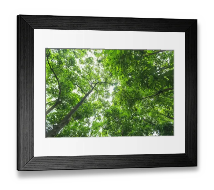 Framed Print : upward view, Yuexiau Park, Guangzhou, China Framed Print : upward view, Yuexiau Park, Guangzhou, China