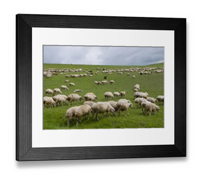 Framed Print : flock of sheeps in the lonely steppe landscape near David Gareja, Georgia Framed Print : flock of sheeps in the lonely steppe landscape near David Gareja, Georgia