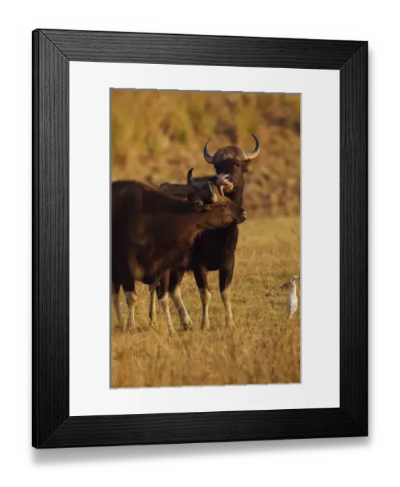 Framed Print : Pair of Indian Gaur, Tadoba Andheri Tiger Reserve, India Framed Print : Pair of Indian Gaur, Tadoba Andheri Tiger Reserve, India