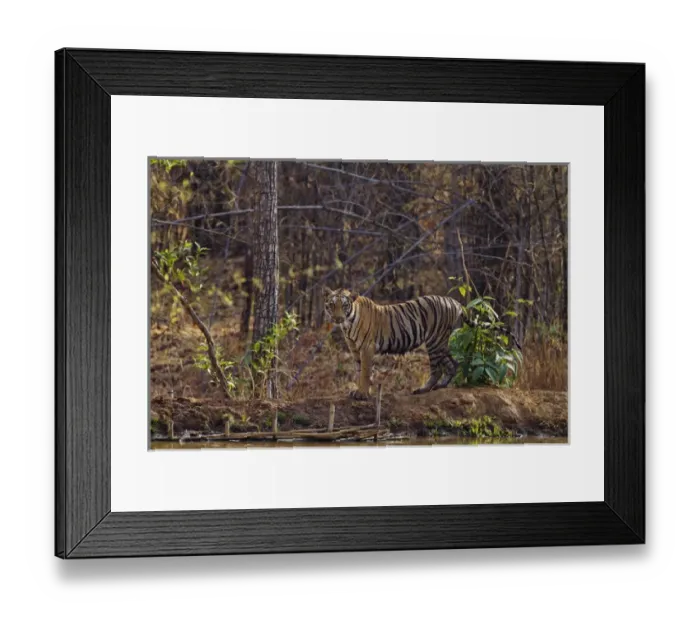 Framed Print : Royal Bengal Tiger, near jungle pond, Tadoba Andheri Tiger Reserve, India