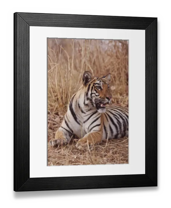 Framed Print : Royal Bengal Tiger, in the summer grassland, Tadoba Andheri Tiger Reserve, India Framed Print : Royal Bengal Tiger, in the summer grassland, Tadoba Andheri Tiger Reserve, India